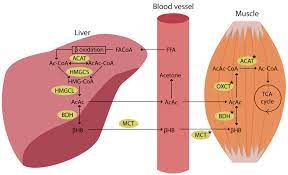 wellhealthorganic.com:11-health-benefits-and-side-effects-of-olives-benefits-of-olives