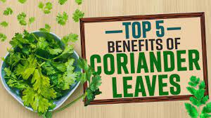 wellhealthorganic.com : coriander-leaves-5-best-health-benefits