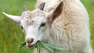 Why Joint Supplements Are a Must Have for Goats with Congenital Joint Deformities