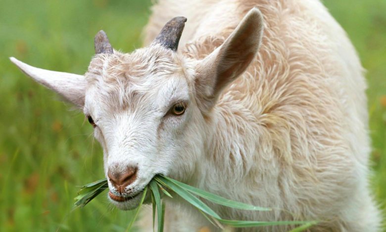 Why Joint Supplements Are a Must Have for Goats with Congenital Joint Deformities