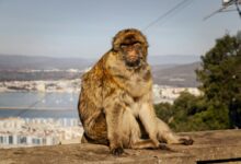 9anime status and availability