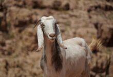 kurir vesti dana overview