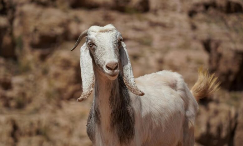 kurir vesti dana overview