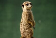 lapzoo com service overview