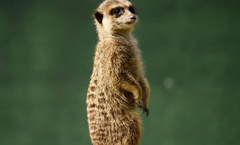 lapzoo com service overview