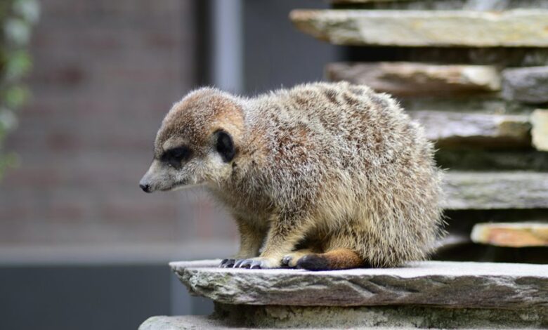 lapzoo platform comprehensive guide