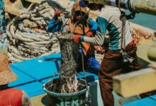 understanding lacib net operation