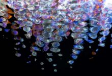 fusion beam apex flow