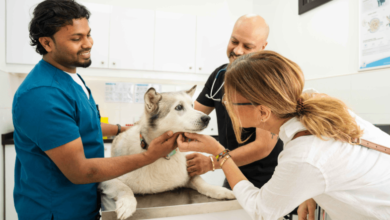 8 Reasons Petbook Veterinary Clinic Stands Out in Dubai