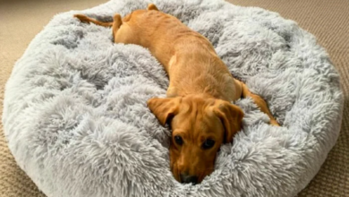 Why Washable Dog Beds Help Your Pet Stay Calm, Clean and Comfortable 