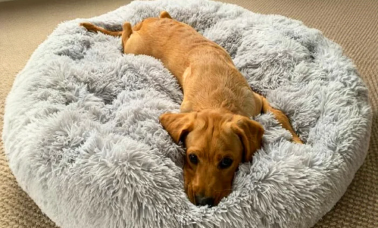 Why Washable Dog Beds Help Your Pet Stay Calm, Clean and Comfortable